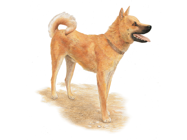 Mammal001