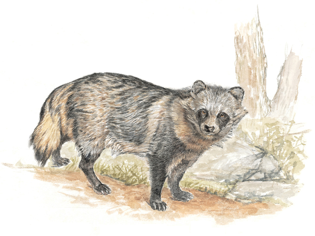 Mammal005